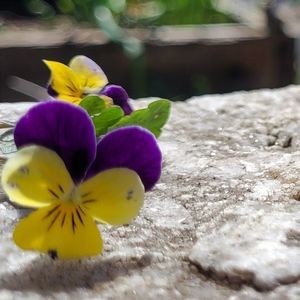 Meet your Posher, Vivianne